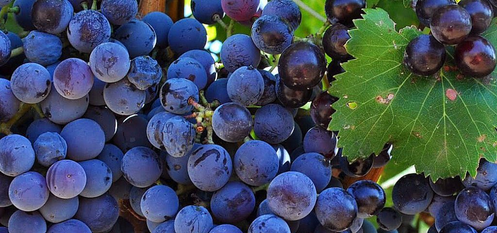 Red Wine
