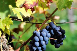 The Brunello di Montalcino vineyards

