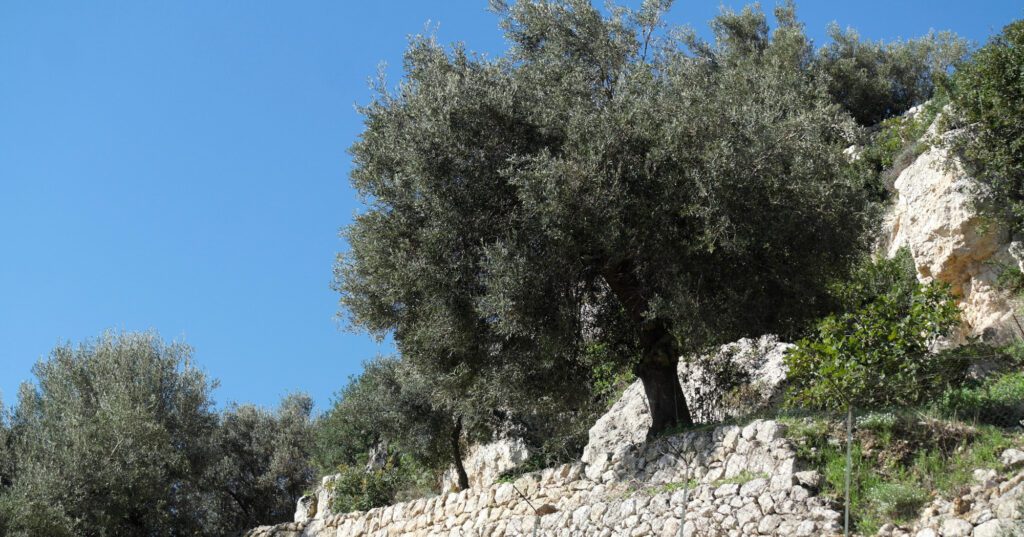 Olive Oil Tree