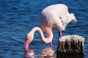 Beach, market and flamingos of Cagliari