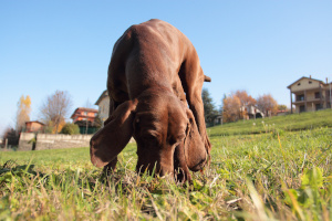 Hunting to the truffles

