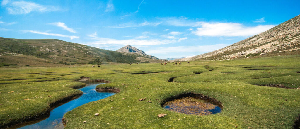 Wild Corsica