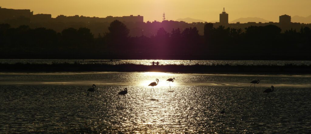 Flamingos at sunset