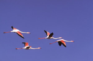 Cabras with its lagoons and pink flamingos

