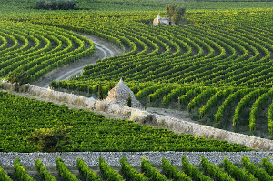 Primitivo di Manduria, Zinfandel's older brother
