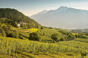 Some of the greatest white wines in the world
