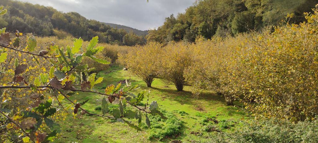 Hazelnut trees in Sardinia